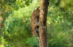 Leopard Full Day Safari Yala National Park from Yala