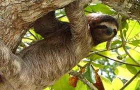 Exotic 9-Day Costa Rica Adventure: Volcano, Rainforest & Beaches