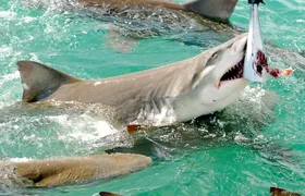 Shark and Wildlife Viewing Adventure in Key West