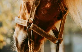 Serra da Cabreira horseback experience with Garrano horses