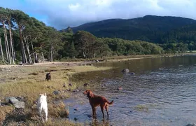Guided Killarney National Park Walking Tour
