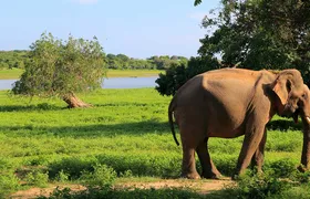 Yala National Park One Day Tour