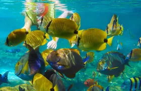 Krabi Nice Sea Snorkeling