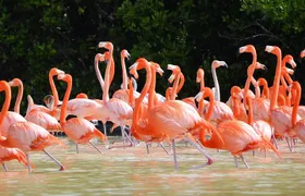 3 days discovering the Best of Merida. Visit Uxmal, Celestun and Chichen Itza