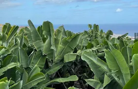 Guided tour of the Banana World 