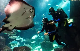 Diving in the Madeira Aquarium