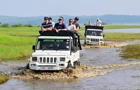 Minneriya National Park halfday Safari