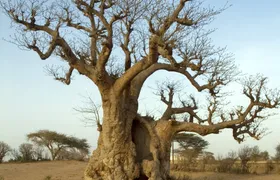 Bush & Saloum Delta full-day guided tour from Pointe Sarène