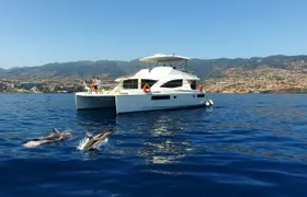 Madeira VIP Whale & Dolphin Watching Cruise