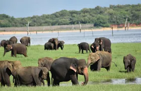 Private Jeep Safari at Minneriya National Park to Visit Elephants