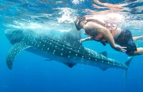 Whale Shark Adventure in Isla Mujeres and Cancun