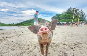 Pig Island snorkelling adventure with sunset dinner