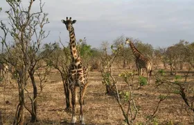 MIKUMI NATIONAL PARK - 3 Days