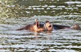 St Lucia iSimangaliso Wetland Park safari and cruise from Durban