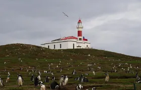 Magdalena Island boat tour from Punta Arenas