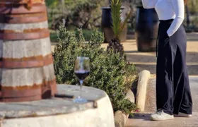 Wine tasting and tapas guided tour from Alicante