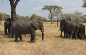 Tarangire National Park: Guided Day Tour from Arusha