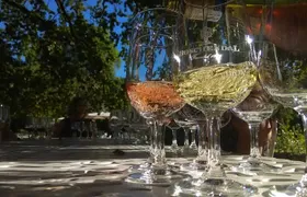 Cape Town Wine Tour: Stellenbosch & Franschhoek +Tastings & Lunch