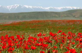 Trekking in Aksu-Zhabagly nature reserve (2 days)