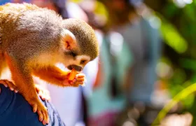 Monkeyland adventure park