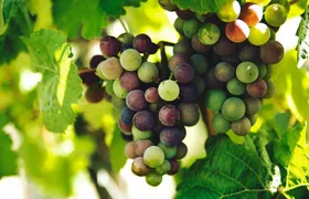 Lisbon Region Wine Tour: Mafra & Ericeira + Hotel Pick-Up