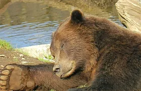 Sitka Sightseeing Tour including Fortress of the Bear and Totem Poles