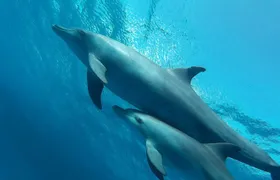 Luxury Cruise inc. Snorkeling/Massage/Island/water sport & Lunch