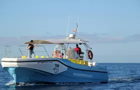 La Gomera Whale Watching Cruise from Playa Santiago