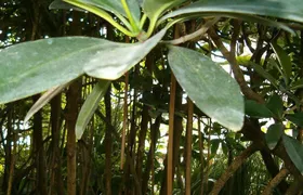 MAKASUTU - cultural forrest, Brikama