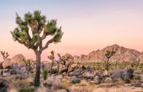 Joshua Tree National Park self-driving audio tour