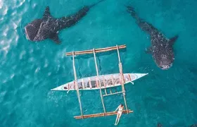 Whale Shark & Tumalog Falls & Sumilon Sandbar & Pescador Island with Sardines