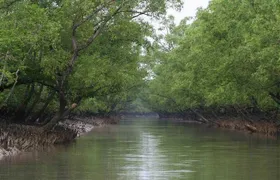 Sunderban Safari: In Search of Bengal Tigers
