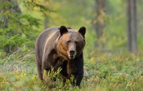 Small-Group Brown Bear-Watching Experience from Brasov