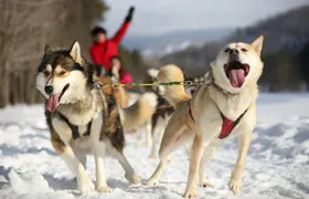 Dogsled Diable Adventure in Mont-Tremblant