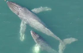 Alaska Whale Watching with bonus Drone viewing of Whales