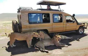 8 Days, 7 Nights Safari – Lake Nakuru, Maasai Mara, Naivasha and Amboseli Park