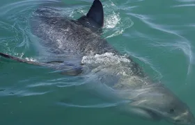Shark Cage Diving Viewing Only
