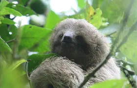 Sloth Adventure Tour