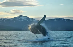 Akureyri Classic Whale Watching