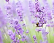 Private Day Tour of an authentic Lavender Farm