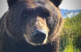 Wilderness, Wildlife, Glacier Experience from Anchorage