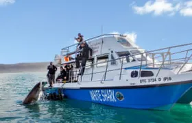 Shark Cage Diving - Adventure Meets Conservation!