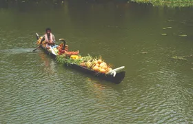 Coastal Serenity: Backwaters, Tea Estates & Marari Beach