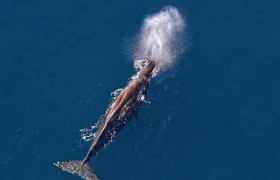 Kaikoura Helicopters Classic Whale Watch