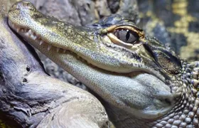 See It All – Safari Tour