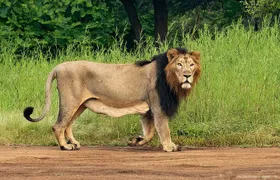 Jeep Safari: A Skip the line access to Devalia Safari Park India