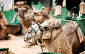 Maspalomas camel tour