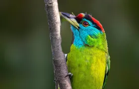 Munsiari Birding tour 