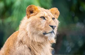 Amnéville Zoo entrance ticket