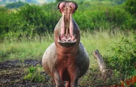 Private Day tour to Lake Mburo National Park